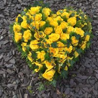 All yellow rose heart